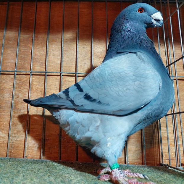 2025 - masculi agh 2026