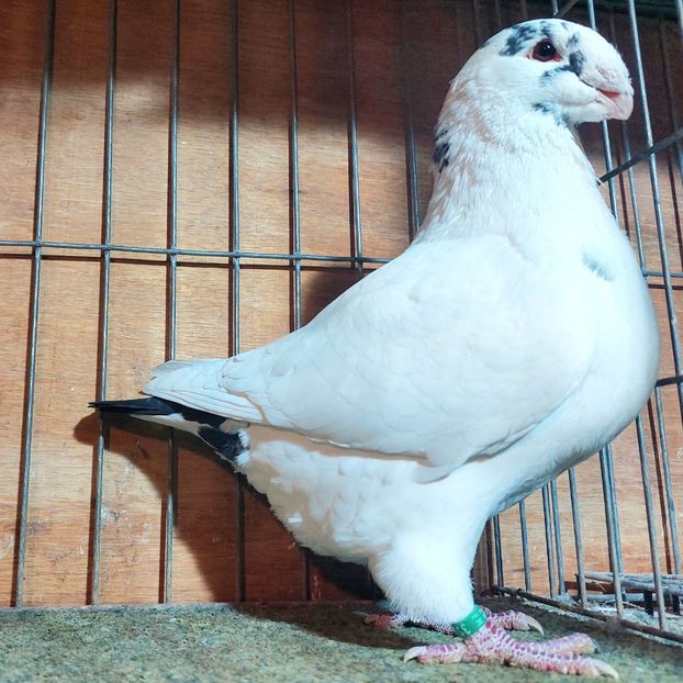 2025 - masculi agh 2026