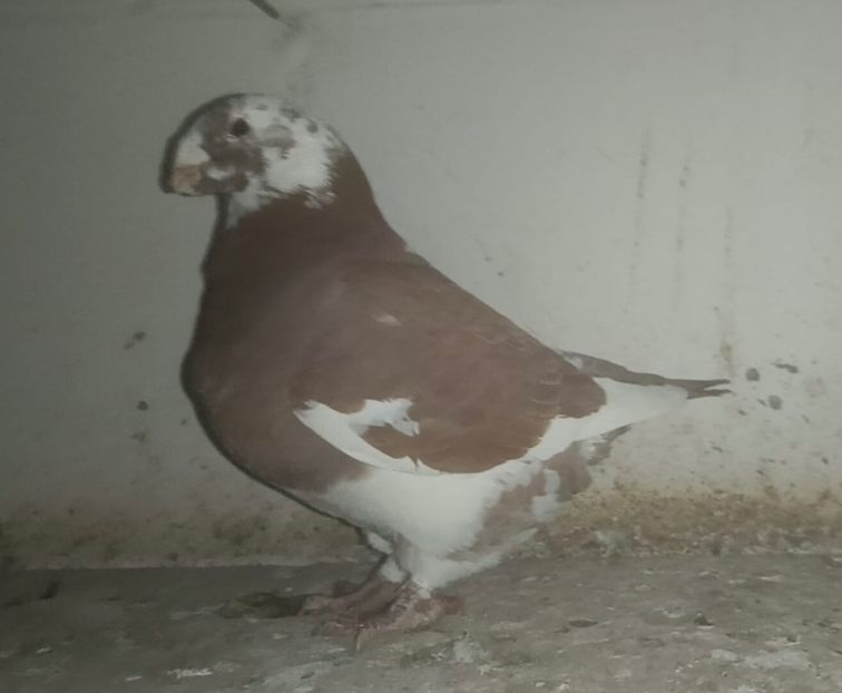 a3fe19bc-94fe-42ef-b7c8-bcf74ddf8345 - AMERICAN GIANT HOMER 2026