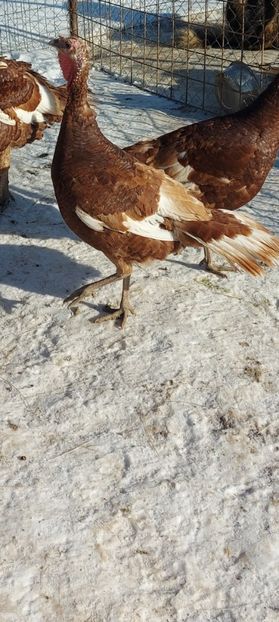 Screenshot_20260117_115529_Gallery - Curci red bourbon!