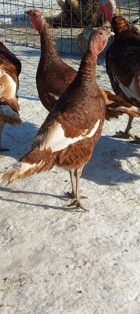 Screenshot_20260117_115518_Gallery - Curci red bourbon!