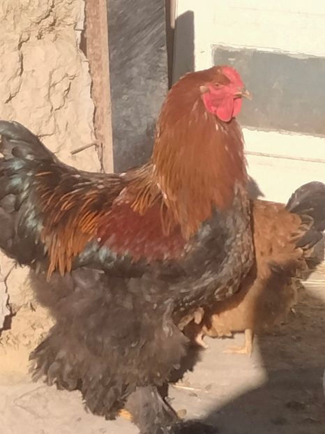 IMG20260117111813 - BRAHMA TINERET DISPONIBILI