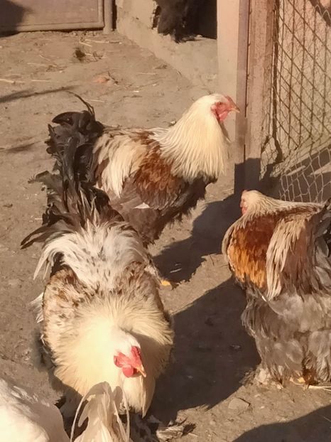 IMG20260117110901 - BRAHMA TINERET DISPONIBILI