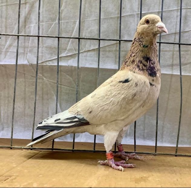  - Nu îmi aparțin 11