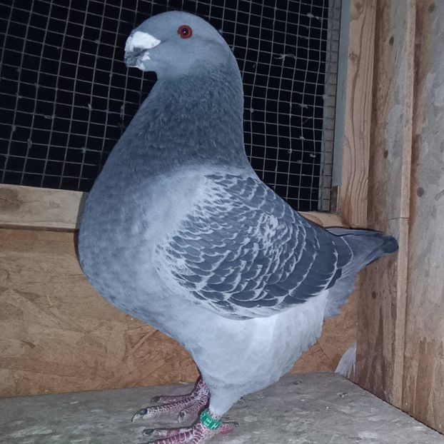 M- 2025 No. - AMERICAN GiANT HOMER MATCA