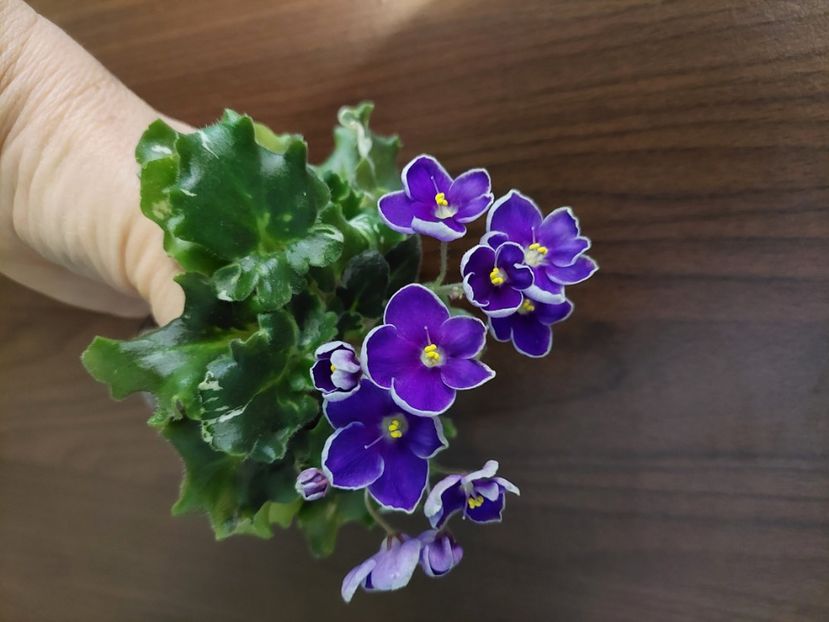  - AV-Kontroljniy Vistrel