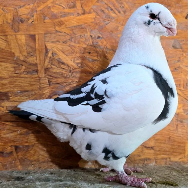 M 2025 - 5--- Masc AGH Matca 2026