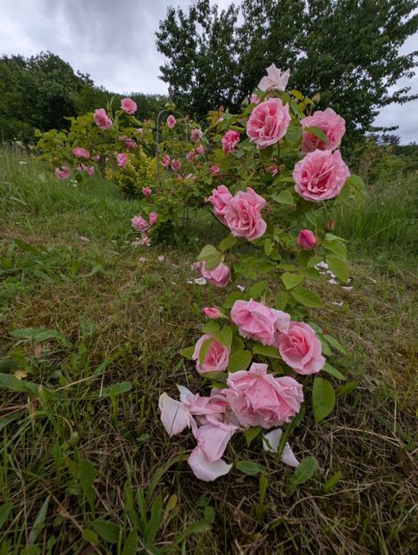 PXL_20250526_120507521 - Kathleen Harrop