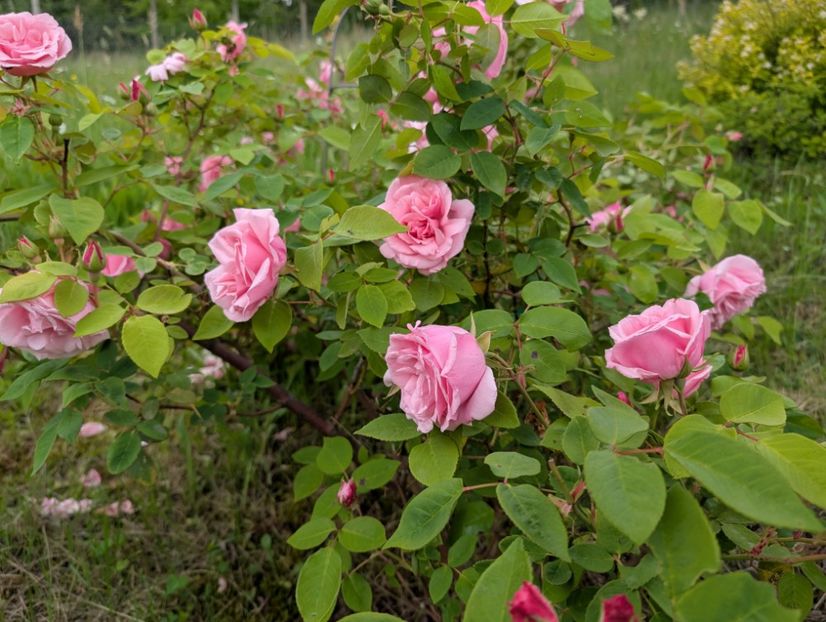 PXL_20250526_120539407 - Kathleen Harrop