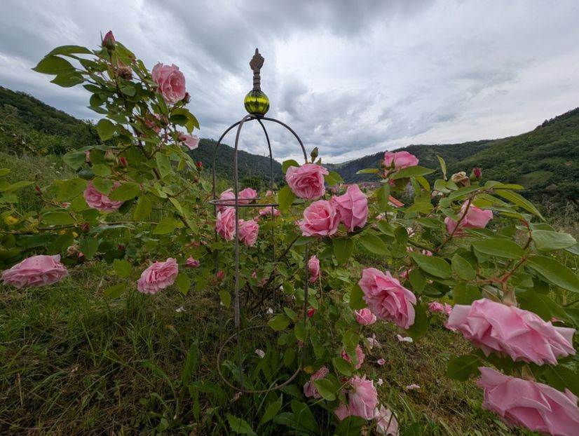 PXL_20250526_120617578 - Kathleen Harrop