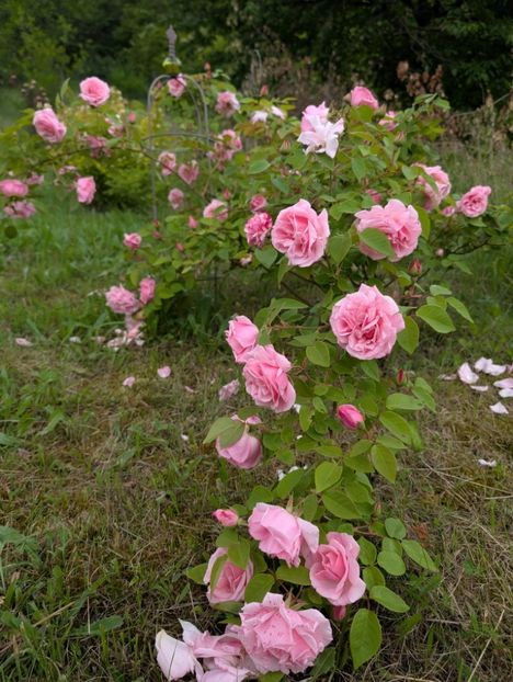 PXL_20250526_120638517 - Kathleen Harrop