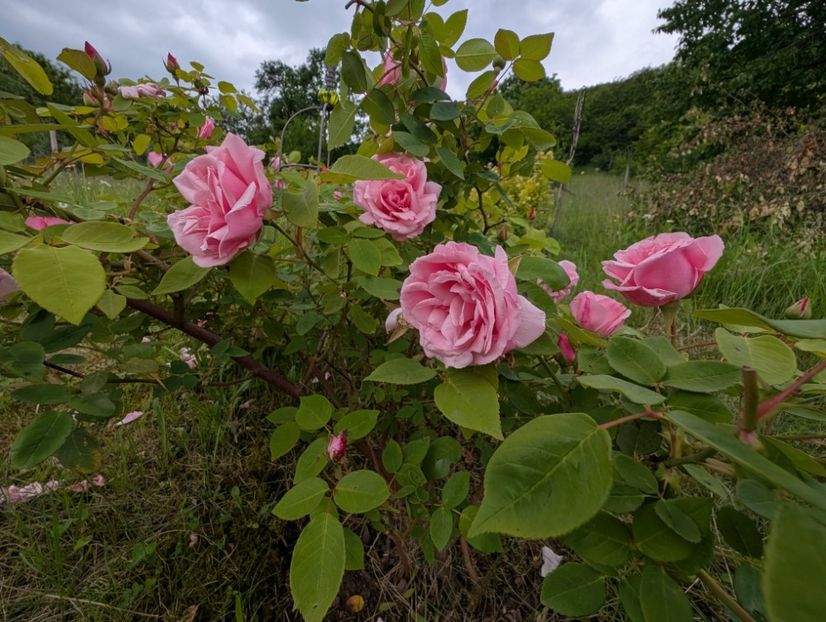 PXL_20250526_120705876 - Kathleen Harrop