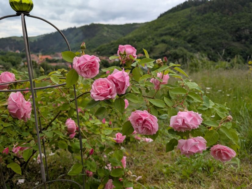 PXL_20250526_121558326 - Kathleen Harrop