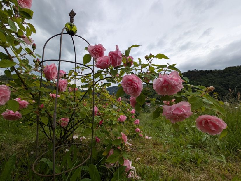 PXL_20250526_121611917 - Kathleen Harrop