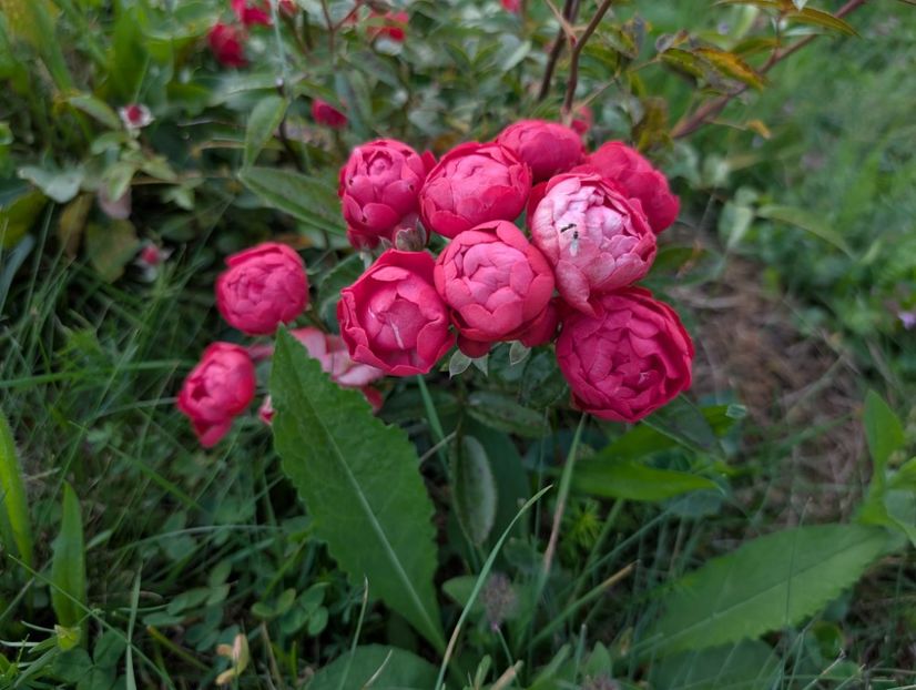 PXL_20250902_161602081 - Morsdag