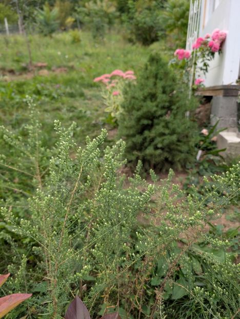 PXL_20250925_074121378 - Otto Linne