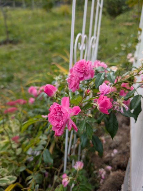 PXL_20251010_101632642 - Otto Linne