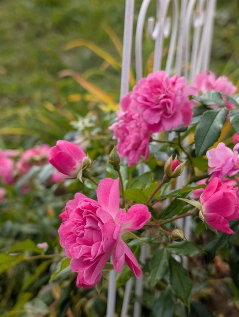 PXL_20251010_101644576 - Otto Linne