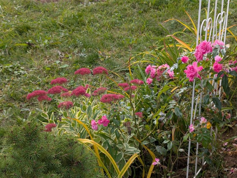 PXL_20251010_101656510 - Otto Linne