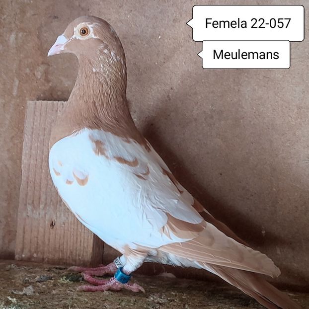 Femela 22-057....-30 lei - 90 Porumbei de vanzare