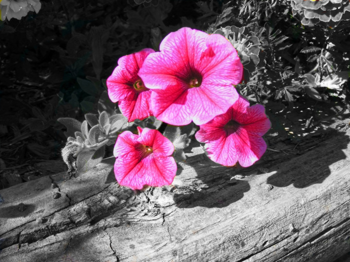 PinkFlowers-ColorSplash1 - pink