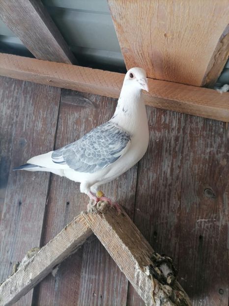  - Nu îmi aparțin 11