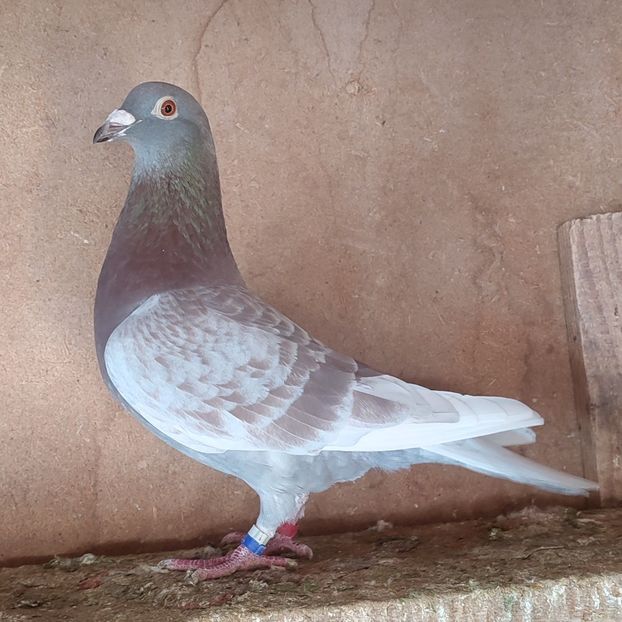 Mascul-fara inel....-10 lei - 90 Porumbei de vanzare