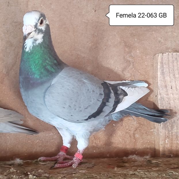 Femela 22-063 GB....15 lei - 90 Porumbei de vanzare