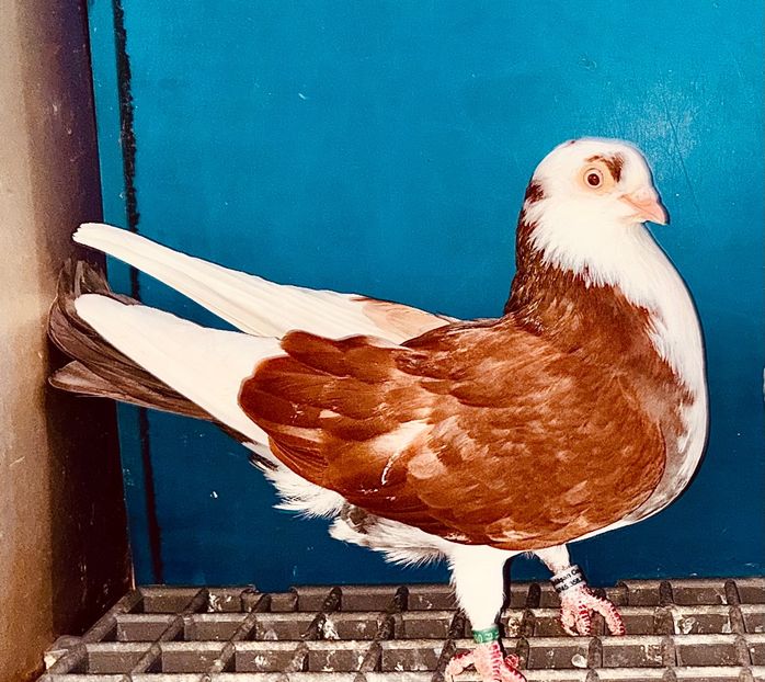 6890  femelă  2019 - Jucători de Galați