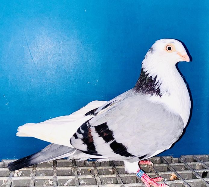 13368  femelă  2024 - Jucători de Galați