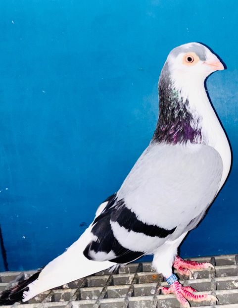 28025  mascul  2024 - Jucători de Galați