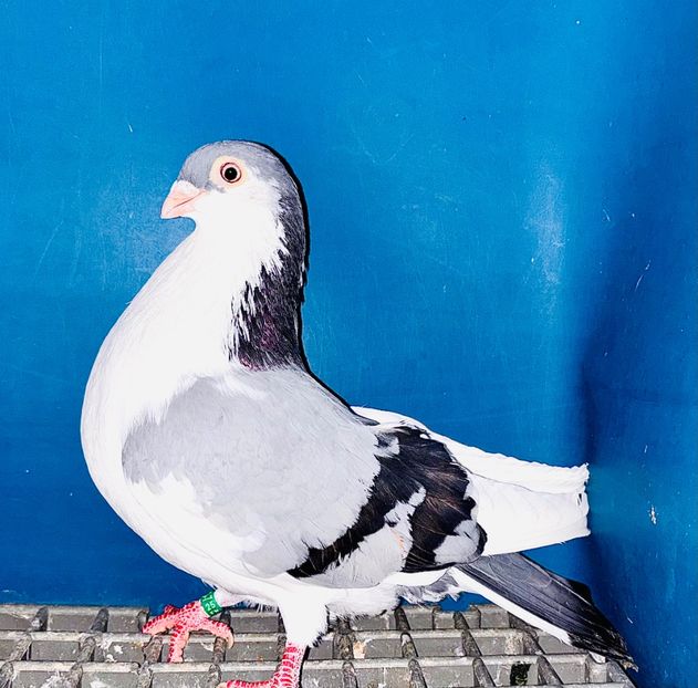 15687  mascul  2025 - Jucători de Galați