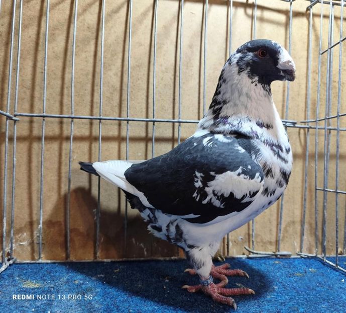 1-0 2024 - Matca AGH 2026