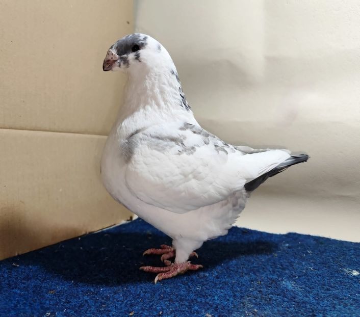 0-1 2024 - Matca AGH 2026