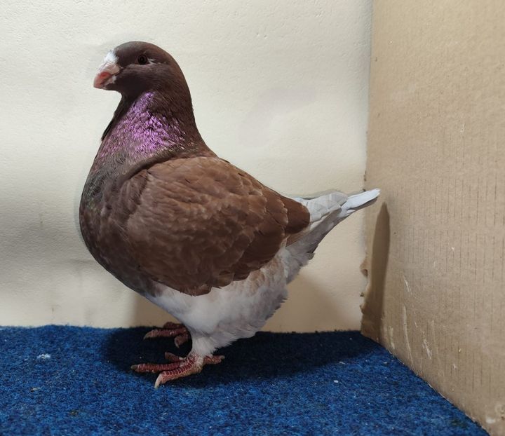 0-1 2025 - Matca AGH 2026