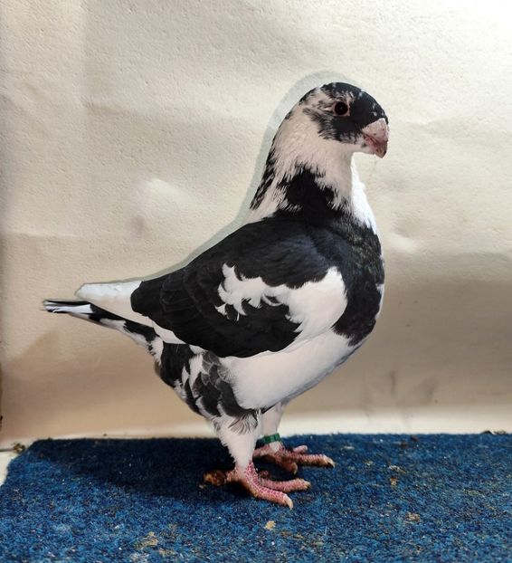 1-0 2025 - Matca AGH 2026