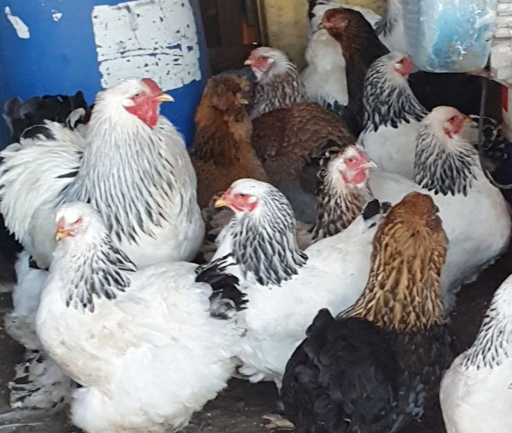  - brahma herminat deschis