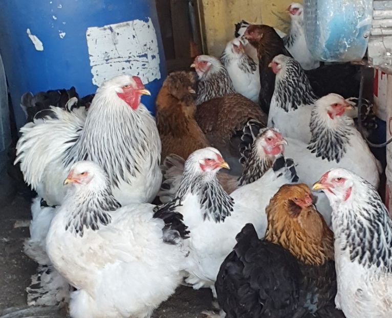  - brahma herminat deschis