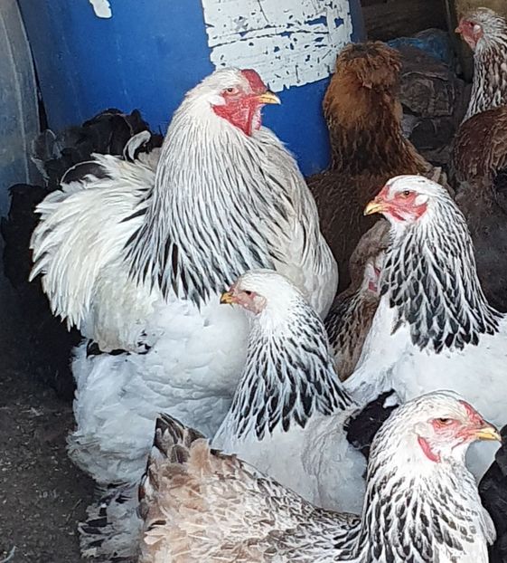  - brahma herminat deschis