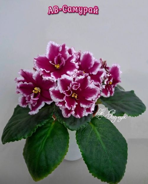 Poza net - AV-Samuraj