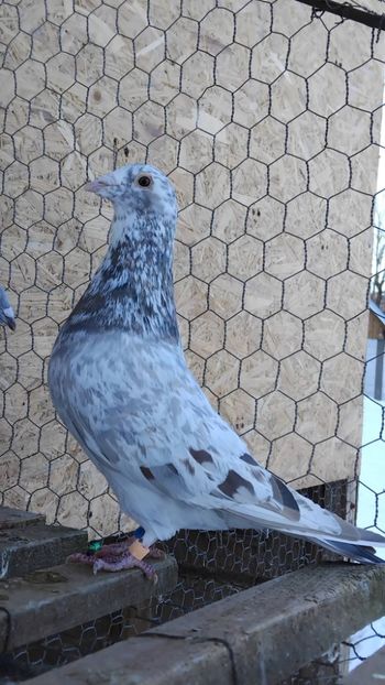  - Nu îmi aparțin 11