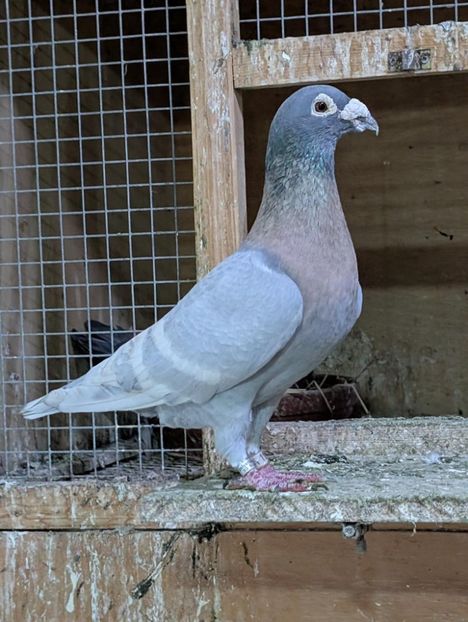  - Nu îmi aparțin 11