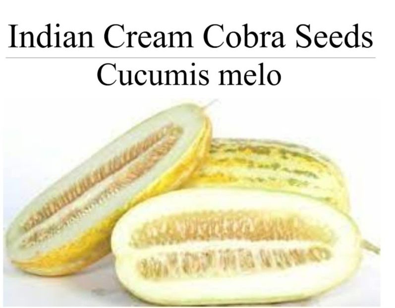  - Dovleac Indian Cream Cobra