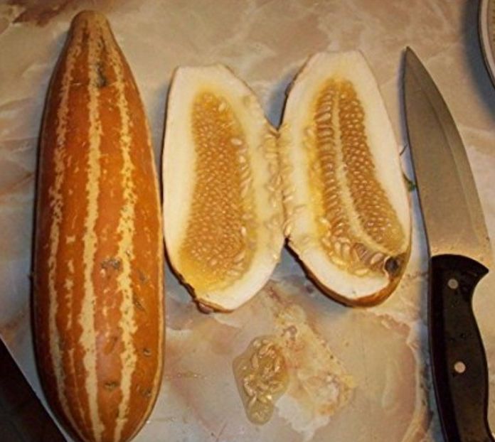  - YW Dovleac Indian Cream Cobra