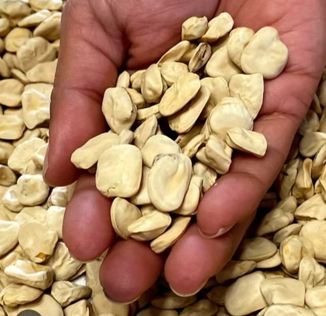  - YW FASOLE Cicerchia Marchigiana