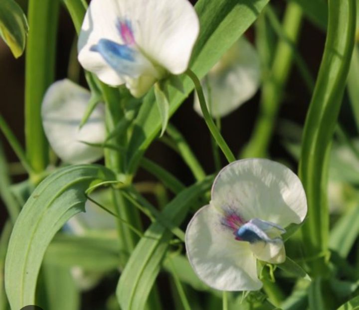  - YW FASOLE Cicerchia Marchigiana