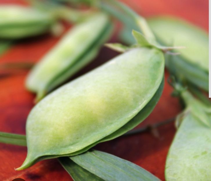  - YW FASOLE Cicerchia Marchigiana