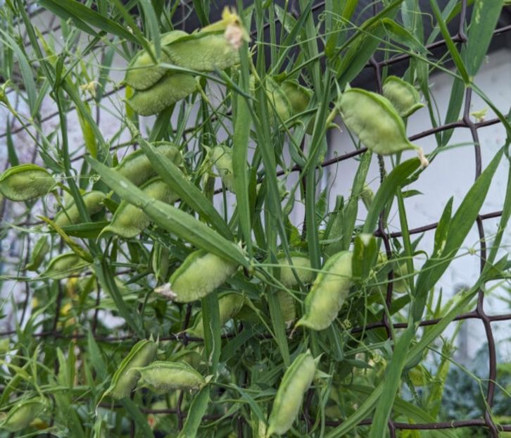  - YW FASOLE Cicerchia Marchigiana