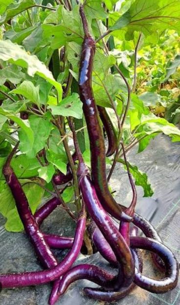  - YW - Vânătă lunga mov Fengyuan