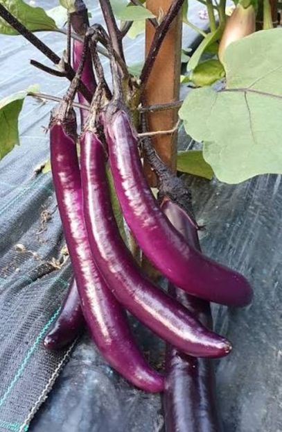  - YW - Vânătă lunga mov Fengyuan